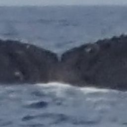 Fluke of HW-MN0440577