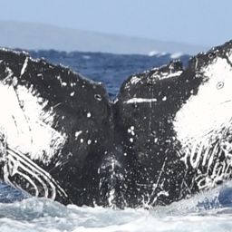 Fluke of Chukchi