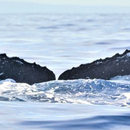 Fluke of HW-MN0440545