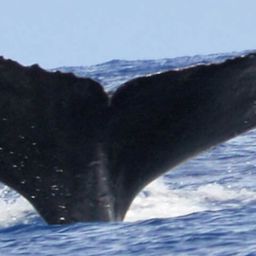 Fluke of HW-MN0440558