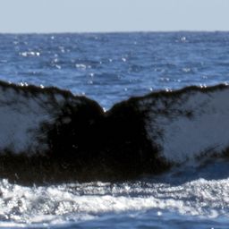 Fluke of HW-MN0440547