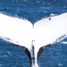 Fluke of HW-MN1111625