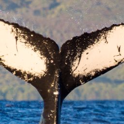 Fluke of HW-MN0440575