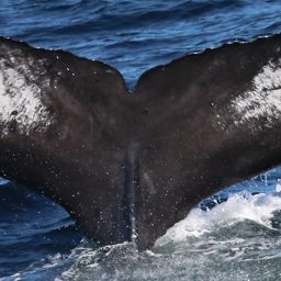 Fluke of CRC-15033