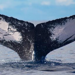 Fluke of HW-MN0440576