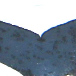 Fluke of Arequipe