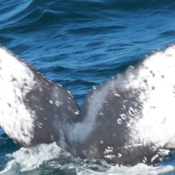 Fluke of HW-MN0805539