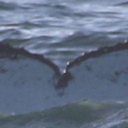 Fluke of HW-MN0805544