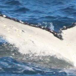 Fluke of HW-MN0805548