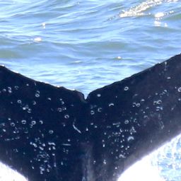 Fluke of HW-MN0805551