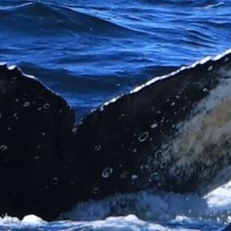 Fluke of HW-MN0805553