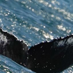 Fluke of HW-MN0805563