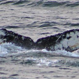 Fluke of HW-MN1300949
