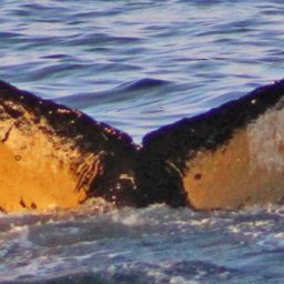 Fluke of HW-MN1300962