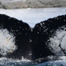 Fluke of HW-MN1308112
