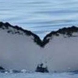 Fluke of HW-MN0905753