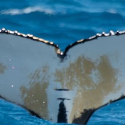Fluke of HW-MN0805568