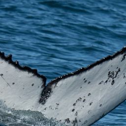 Fluke of HW-MN0805569