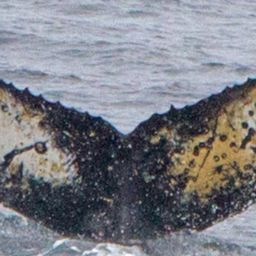 Fluke of HW-MN1300973