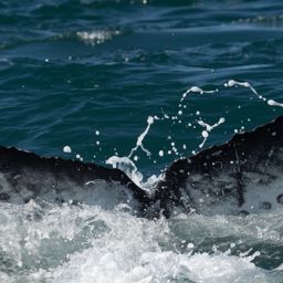 Fluke of HW-MN0805571