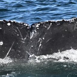 Fluke of 2024-2025 calf of CRC-20444