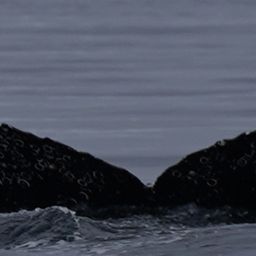 Fluke of HW-MN1308127