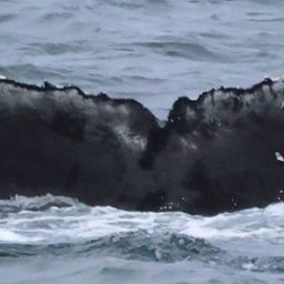 Fluke of HW-MN0104516