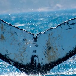 Fluke of HW-MN0805575