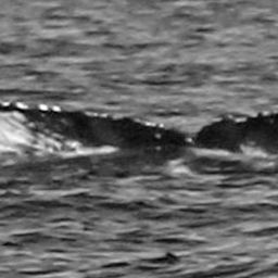 Fluke of HW-MN0440678