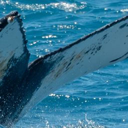 Fluke of HW-MN0805577