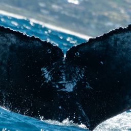 Fluke of HW-MN0805578