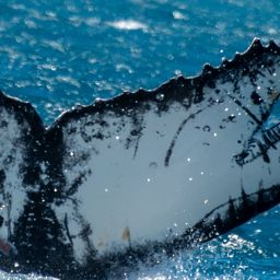 Fluke of HW-MN0805581