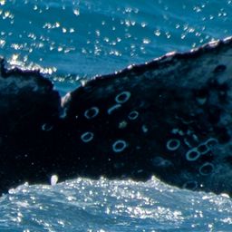 Fluke of HW-MN0805582