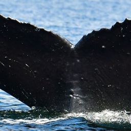 Fluke of Vancouver
