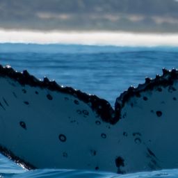 Fluke of HW-MN0805592