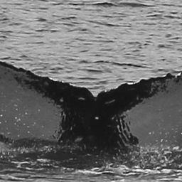 Fluke of HW-MN0440693