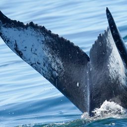 Fluke of HW-MN0805604