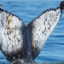 Fluke of HW-MN0805605