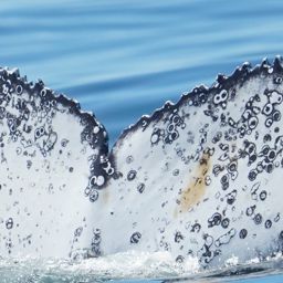 Fluke of HW-MN0805606