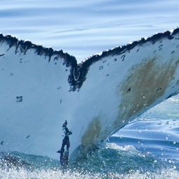 Fluke of HW-MN0805607
