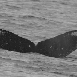 Fluke of HW-MN0440684