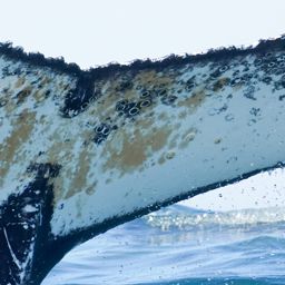 Fluke of HW-MN0805609