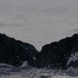 Fluke of HW-MN0440689