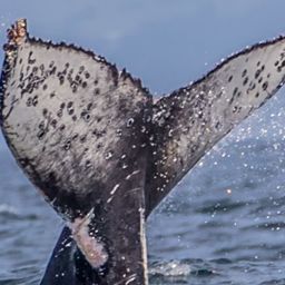 Fluke of CRC-17788
