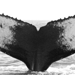 Fluke of CRC-10929
