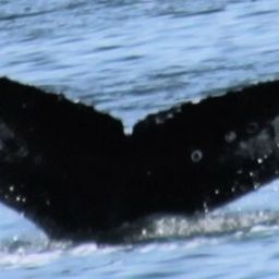 Fluke of Ellipsis