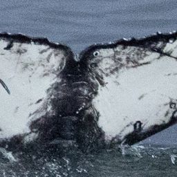 Fluke of HW-MN0805615