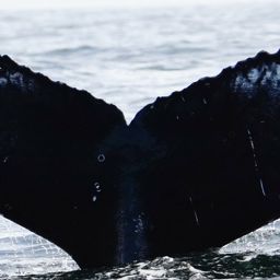 Fluke of HW-MN0805619