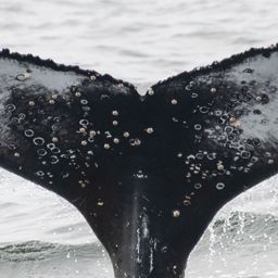 Fluke of HW-MN0805622
