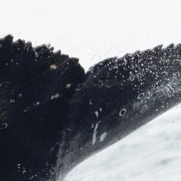 Fluke of HW-MN0805624
